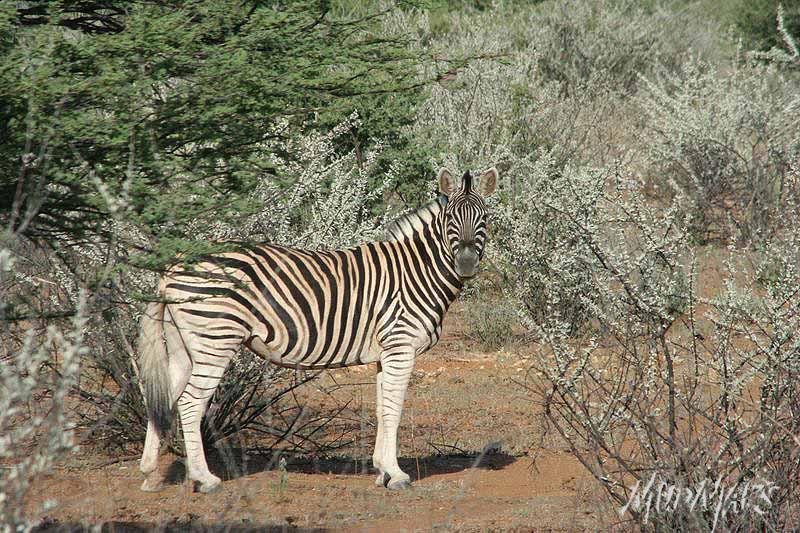 Mud Maps Africa Namibia 0531